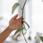 Fusce vel tellus vulputate, dignissim turpis sit amet, aliquet mi